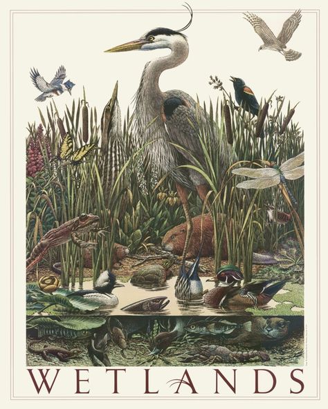 Interactive Wetlands Poster | Washington State Department of Ecology Nature Bedroom, World Wetlands Day, Nature Illustrations, Arte Grunge, Science Illustration, Nature Artists, Botanical Illustration Vintage, Nature Posters, Scientific Illustration