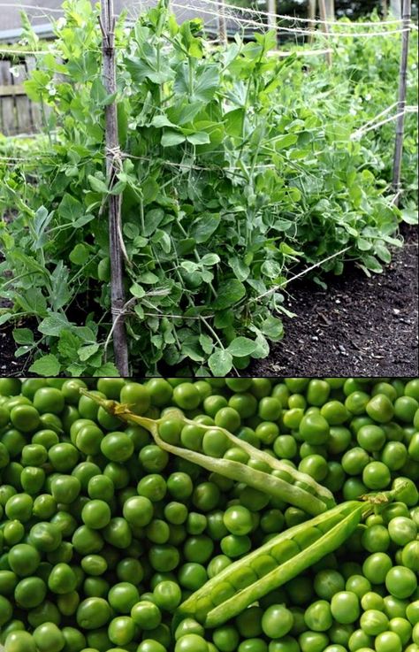 Planting and Growing Guide for Peas Pisum sativum). Learn How to grow Peas in your home garden or in pots - full growing guide with hints and tips. Canning Peas, How To Grow Peas, Grow Peas, Pea Plants, Pea Trellis, Pea Salad Recipes, Growing Peas, Pea Plant, Gravel Landscaping