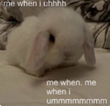 Silly Animals, Silly Cats, Silly Me, What’s Going On, Just Girly Things, Cute Little Animals, Me When, Going Crazy, Cute Bunny