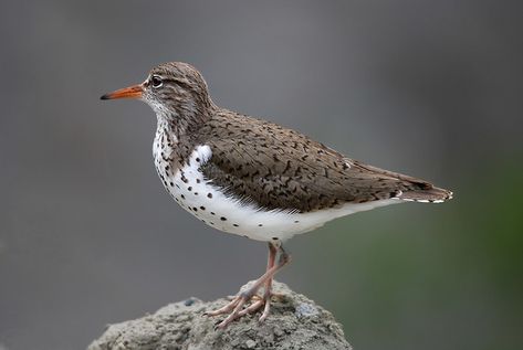 Spotted Sandpiper | There's nothing like a high-overcast sum… | Flickr Spotted Sandpiper, Crow Feathers, Hamster Names, Crow Feather, List Of Birds, Hatching Chicks, Bird Migration, Grad Student, Kinds Of Birds