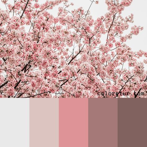 Cherry Blossom - A light, fresh color palette based on the Japanese cherry blossoms Cherry Blossom Room Aesthetic, Cherry Blossom Bedroom Ideas, Cherry Blossom Bedroom Aesthetic, Japanese Aesthetic Color Palette, Bedroom Cherry Blossom, Cherry Blossom Color Pallete, Cherry Blossom Mood Board, Japanese Cherry Blossom Art, Cherry Blossom Inspiration Board