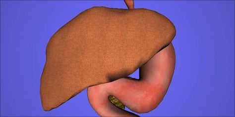 What Happens In The Liver When You Eat Edibles | Herb Enlarged Liver, Healthy Liver, Body Organs, The Liver, Natural Treatments, Digestive System, Holistic Health, Natural Remedies, Health And Beauty