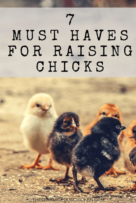 Raising Chickens 101, Baby Chicks Raising, Chicken Incubator, Raising Chicks, Raise Chickens, Raising Backyard Chickens, Laying Hens, Keeping Chickens, Building A Chicken Coop