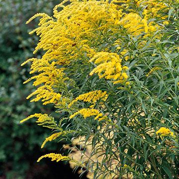 Solidago Pollinator Garden Design, Native Plant Landscape, Texas Native Plants, Florida Native Plants, Florida Landscaping, Gardening Zones, Native Plant Gardening, Australian Native Plants, Fall Garden