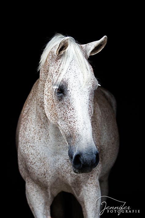 Flea bitten grey like my Mom's horse Angel Beautiful Horses Photography, Horse Inspiration, Beautiful Arabian Horses, Horse Boarding, Most Beautiful Horses, Grey Horse, Most Beautiful Animals, Majestic Horse, Horse World