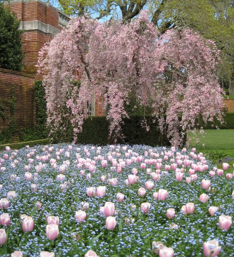 Garlic Farm, Garden Collage, Inside Garden, Grass Valley, Formal Garden, Fruit Flowers, Big Tree, California Dreaming, Country Gardening