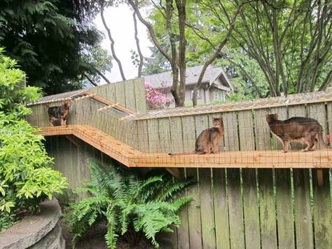 DIY cat enclosure to keep your city cats safe and happy Cat Play Area, Cat Playground Outdoor, Chat Diy, Cat Fence, Cat Patio, Outdoor Cat Enclosure, Outdoor Play Areas, Cat Run, Cat Playground