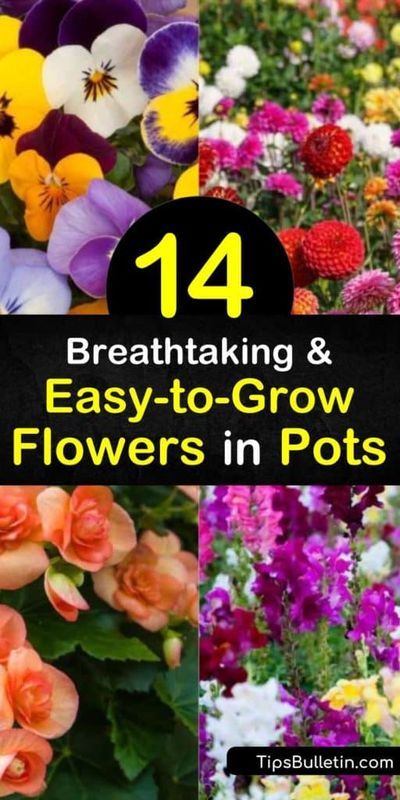 Find your green thumb and learn how to keep geraniums, morning glory, impatiens, and pansies alive with container gardening. Plant these low-maintenance plants in a window box or hanging baskets for a pop of color around homes with limited garden space. #easy-to-grow #flower #pots What Flowers To Plant Together In A Pot, Flowers That Spill Over Pots, Flower Pots Outdoor Florida, Summer Potted Flowers, Easiest Outdoor Plants To Keep Alive, Colorful Potted Plants Outdoor, Pansies On Front Porch, Summer Plants In Pots, Geranium Hanging Baskets