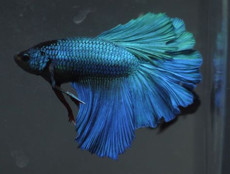 live Tropical Fish- BIG SIZE  turquoise blue  green Rosetail halfmoon betta I39 Green Betta Fish, Betta Fish Blue, Blue Beta Fish, Blue Betta Fish, Green Fish, Blue Fish, Fish Fin, Aquatic Art, Pretty Fish