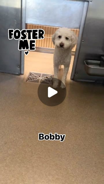 Bichon Rescue Brigade on Instagram: "Brigade 4-yr old Bobby urgently needs our help ‼️ He’s found himself if a precarious situation, on a 72 hour notice from a local shelter.  We really want to rescue him -  a #SoCal FOSTER NEEDED will save him. 

If you can help us save him, please contact us 
Comment below
email us Info@BichonRescueBrigade.org 
Send us a private message

Bobby is 4 yrs, 23 lb poodle mix.  He is looking for a foster home without young children. He must exit the shelter by Thursday so time is of the essence ⌛️

#fosterneeded #fosterme #poodle #rescuedog #makeadifference #losangeles #socal #A5589471" Bichon Poodle Mix Haircut, Hair Stylea, Bichon Poodle Mix, Poodle Rescue, Beagle Poodle Mix, Standard Poodle Apricot, Miniature Poodle Apricot, Foster Home, Poodle Mix