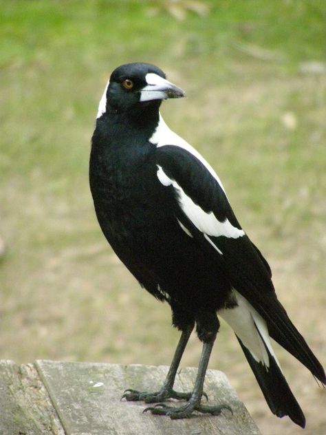 Australian Magpie Tattoo, Magpie Australian, Magpie Photography, Magpie Tattoo, Australian Magpie, Nz Birds, Magpie Art, Aussie Animals, Best Flower Wallpaper