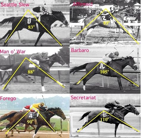 Stride Angles Thoroughbred Racehorse, Sport Of Kings, Horse Race, Race Horses, Thoroughbred Horse, All About Horses, All The Pretty Horses, Horse Quotes, Horse Crazy