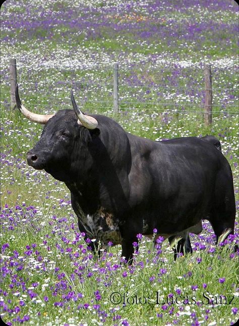 Bull Pictures, Wild Bull, Taurus Bull, Bull Art, Bull Cow, Wild Animals Pictures, Big Animals, Bull Riding, Black Bull