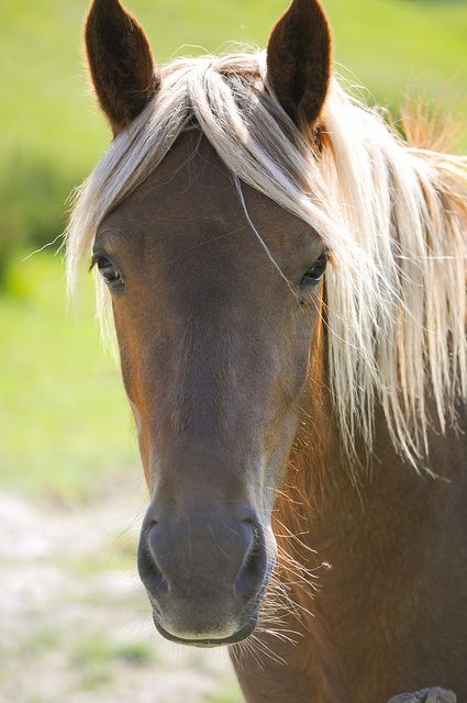 Horse Head Profile by thegift73, via Flickr Horse Head Reference, Horse Head Side View, Horse With Head Down, Horse Head Front View, Blonde Horse, Horse Head Profile, Horse Reference Photos Head, Horse Face Photography, Boutique Displays