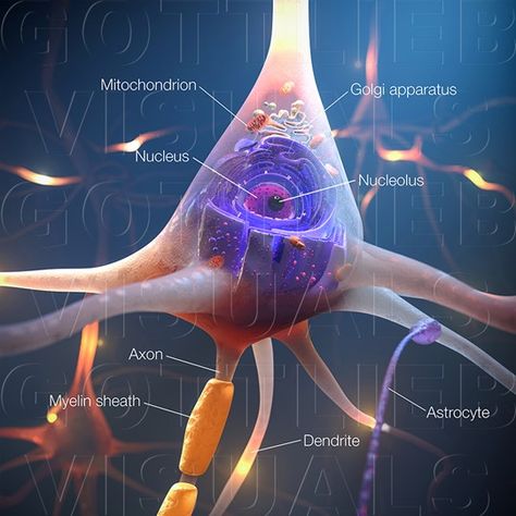 Neurons Neuron Aesthetic, Neurobiology Aesthetic, Neurology Aesthetic, Neuroscience Aesthetic, Types Of Neurons, Human Cell, Neuroscience Art, Brain Neurons, Neural Connections