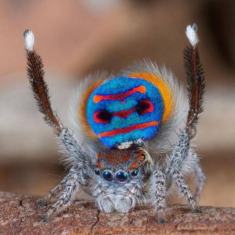 A male Maratus speciosus "peacock" jumping spider flashes his vivid abdomen flap in preparation for his seductive mating dance. Mama Tattoos, Peacock Spider, Arachnids Spiders, Tier Tattoo, Cool Bugs, Jumping Spider, A Bug's Life, Beautiful Bugs, Creepy Crawlies