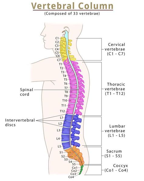 Spine (Vertebral Column) – Bones, Anatomy, & Labeled Diagram Vertebral Column Anatomy, Lumbar Muscles, Anatomy Labeled, Anatomy Structure, Brain Anatomy And Function, Human Skull Anatomy, Spine Bone, Axial Skeleton, Vertebral Column