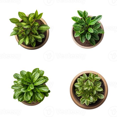 Plant Top View Photoshop, Plants Plan View, Photoshop Furniture Top View Png, Plant Top View Png, Bathroom Top View, Plant Top View, Tree Plan Photoshop, Top View Furniture, Flowers Top View