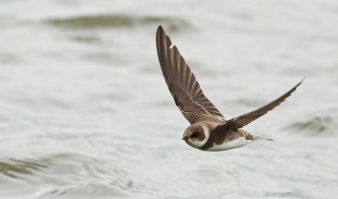 Sand Martin(Riparia riparia) photographed by Mandy West in North Lincs, UK Sand Martin, Animal Tips, Barn Swallow, British Birds, Peregrine Falcon, Swallows, Bird Pictures, Beautiful Birds, Owls