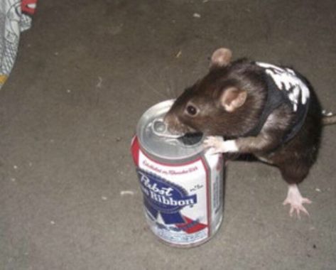 Funny Rats, Midwest Emo, Cute Rats, A Rat, Pet Rats, Silly Animals, Hamsters, Rodents, Psych