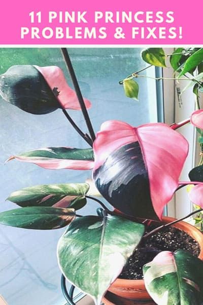 Pink Princess Plant Care, Philodendrons Plants, Pink Philodendron, Pink Princess Philodendron, Princess Philodendron, Easy Houseplants, Philodendron Pink Princess, Popular Plants, Philodendron Plant