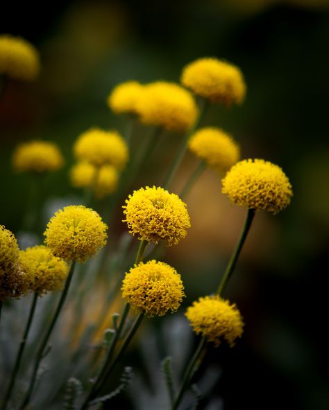 These cool little yellow fluffy flowers caught my eye. There apparently called Craspedia globosa which to me is a bit of a mouthful so I doubt I’ll be remembering that one 🤣 . . . . . #flowers #flowerstagram #yellow #nature #naturepgotography #gardenlove Craspedia Flower, Craspedia Globosa, Fluffy Flowers, Yellow Nature, Yellow, Flowers, Quick Saves, Nature