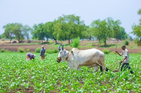 Indian Farming, Sugarcane Field, Mens Cloth, Agriculture Photos, Website Slider, Kgf Photos Hd, Farming Techniques, The Farmer, Light Background Images