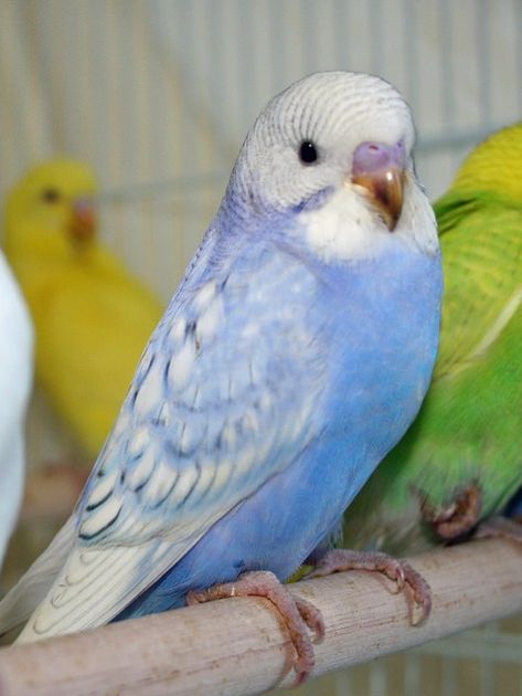 Violet opaline spangle budgie parakeet Parakeet Names, Parakeet Colors, Blue Parakeet, Budgies Bird, Budgie Parakeet, Parakeets, Pet Bird, Bird Pictures, Exotic Birds