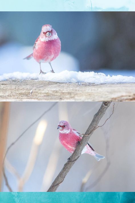 Rose Finch, State Birds, Gods Glory, Bird Cage, Amphibians, Cute Baby Animals, Beautiful Birds, Beautiful Colors, Baby Animals