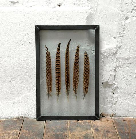 ≫∙∙ feather in frame ∙∙≪ Framed Feathers, Hunting Decor, Feather Decor, Pheasant Feathers, Feather Crafts, Feather Wall, Feather Art, Shadow Boxes, Pheasant