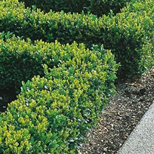 Plant Nursery Melbourne - Hello Hello Plants and Garden Supplies Indoor Cactus Plants, Buxus Sempervirens, Box Hedging, Evergreen Hedge, Topiary Plants, Hedging Plants, Evergreen Garden, Garden Shrubs, Evergreen Plants