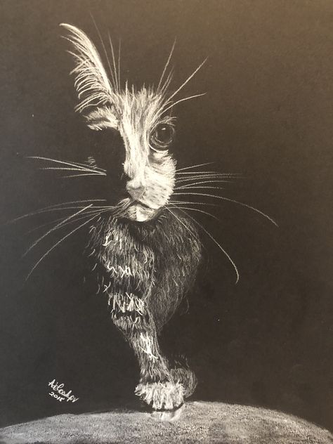 White Charcoal Drawing On Black Paper, Inverted Drawing, Scratchboard Animals, Scratchboard Drawings, Monochromatic Painting, Charcoal Artwork, Wall Art Tutorial, Cats Art Drawing, Pencil Portrait Drawing