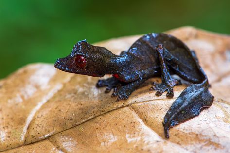 https://flic.kr/p/2j2ntqH | Satanic leaf-tailed gecko | Satanic leaf-tailed gecko  Gecko cola de hoja satánico  (Uroplatus phantasticus) Leaf Tailed Gecko, Satanic Leaf Tailed Gecko, Gecko Terrarium, Cute Lizard, Reptile Room, Cute Reptiles, Cat Reference, Reptiles Pet, Marine Mammals