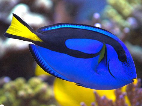 fish | Blue Tang Fish | Fun Animals Wiki, Videos, Pictures, Stories Fischer Homes, Blue Tang Fish, Tang Fish, Creature Marine, Blue Tang, Saltwater Fish Tanks, Rare Fish, Fauna Marina, Salt Water Fish