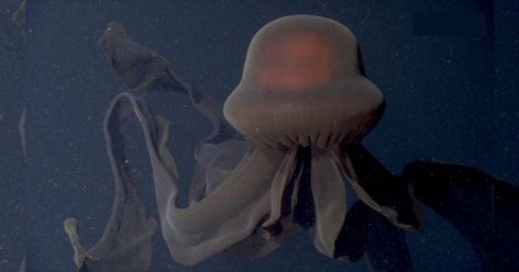 Amazingly Rare Deep Sea Sighting: Giant Phantom Jellyfish (Video) Phantom Jellyfish, Sea Jellies, Cnidaria, Black Ocean, Monterey Bay Aquarium, Deep Sea Creatures, Colossal Art, Sea Slug, Modern Crafts