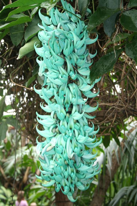 About Philippines, Jade Vine, Landscape Reference, Goth Garden, Garden Inspo, Favourite Flowers, Jade Plants, Mansion Interior, Colorful Plants