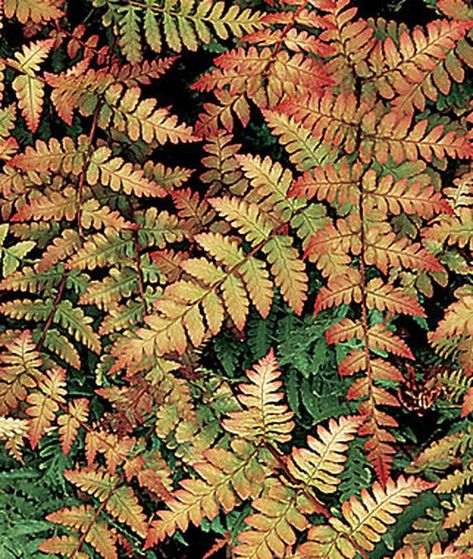 24 Spectacular Shade Garden Perennials Fern Seeds, Autumn Fern, Ferns Garden, Rock Garden Plants, 30 Rock, Shade Perennials, Garden Guide, Perennial Garden, Garden Signs