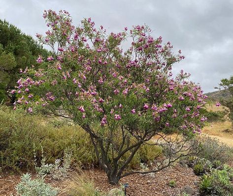 Desert Willow — Ojai Trees Chilopsis Linearis, Desert Willow Tree, Golden Rain Tree, Drought Tolerant Trees, Texas Landscaping, Fringe Tree, Desert Willow, Zone 7, Landscape Plants