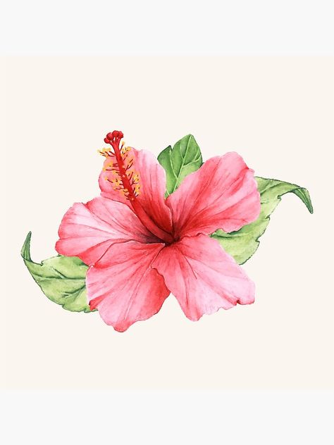 "Pink Watercolor Hibiscus Flower" Canvas Print by newburyboutique | Redbubble Hibiscus Tattoo, Flower Vector, Carnation Flower, Plant Drawing, Trendy Flowers, Hand Drawn Flowers, Hibiscus Flower, Flower Canvas, Arte Floral