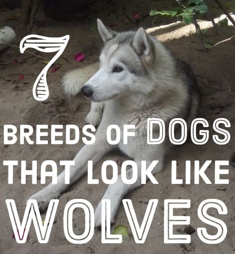 If you are thinking about getting a wolf hybrid, take a look at these dog breeds before making up your mind. Seppala Siberian, Saarloos Wolfdog, Caine Husky, Personal Protection Dog, Pet Wolf, Czechoslovakian Wolfdog, Dogs Husky, Husky Cross, Finnish Lapphund