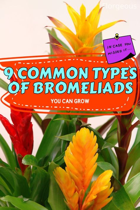 Bromeliad Types Brittle Star, Growing Pineapple, Flower Spike, Spanish Moss, Vase Shapes, How To Attract Hummingbirds, Growing Indoors, Foliage Plants, Do You Really