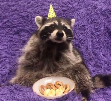 Cute Raccoon, Double Tap, If You Love, Cute Cat, Love This, Tap, Happy Birthday, Birthday, On Instagram