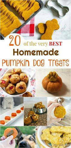 20 of the very Best Homemade Pumpkin Dog Treats Homemade Pumpkin Recipes, Pumpkin Recipes For Dogs, Homemade Pumpkin Dog Treats, Pumpkin Dog Treat, Recipes For Dogs, Halloween Dog Treats, Homemade Pet Treats, Mexican Salad, Doggy Treats