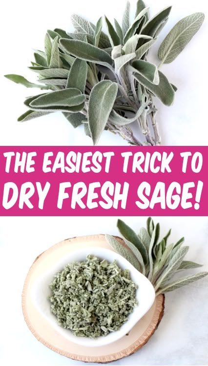 How to Dry Herbs in Microwave - Sage for Cooking is delicious and SO easy to preserve!  Learn how to dry sage leaves fast, and always have some on hand for your favorite stews, soups, sausage dishes, and roasts!  Have you tried this trick yet? Dry Sage Leaves, Preserve Fresh Herbs, Store Fresh Herbs, Dry Sage, Drying Fresh Herbs, Garden Sage, Sage Recipes, Sage Herb, Preserving Herbs