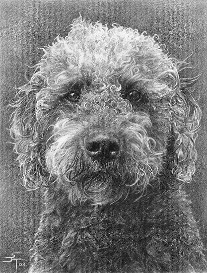 Beautiful drawing-Benny by Sami Thorpe Tatoo Dog, Realistic Animal Drawings, Pencil Drawings Of Animals, 강아지 그림, Drawing Faces, White Drawing, Graphite Drawings, Digital Painting Tutorials, Wow Art