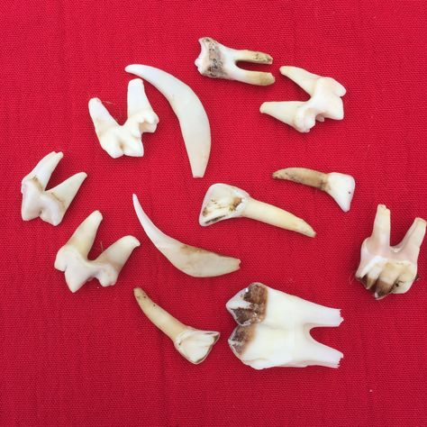 An interesting collection of English wild deer and fox teeth. by Naturescurios on Etsy Fox Teeth, Teeth Aesthetic, Satanic Tattoos, Dry Bones, Wild Deer, Fallow Deer, Animal Teeth, Vulture Culture, Animal Bones