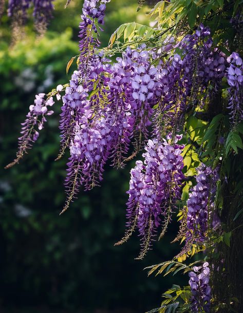 Wisteria Wisteria Varieties, Wisteria Aesthetic, Magic Library, Creating A Garden, Wisteria Flower, Wisteria Flowers, Goth Garden, Indoor Greenhouse, Summer Things