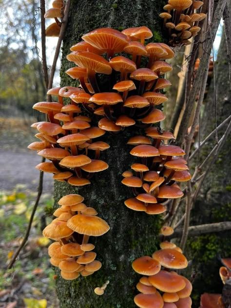 Mushroom Identification, Tree Mushrooms, Mushroom Plant, Mushroom Pictures, Plant Fungus, Mushroom Hunting, Mushroom Fairy, Mushroom Fungi, Clay Art Projects