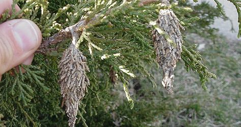 How to Prevent Bagworms Bag Worms, Tent Caterpillars, Japanese Red Maple, Leyland Cypress, Honey Locust, Garden Bugs, Garden Solutions, Conifer Trees, Specimen Trees