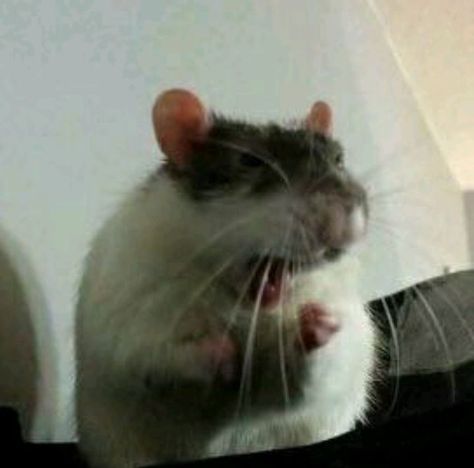 ❝He was now face to face with you. Only a few inches away. His eyes w… #fanfiction #Fanfiction #amreading #books #wattpad Funny Rats, A Rat, Cute Rats, Pet Rats, 웃긴 사진, Silly Animals, Cute Memes, Cute Animal Photos, Cute Creatures